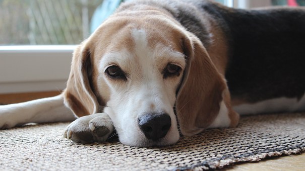 Pet Vaccination 101the Basics Dog Owners Need To Know