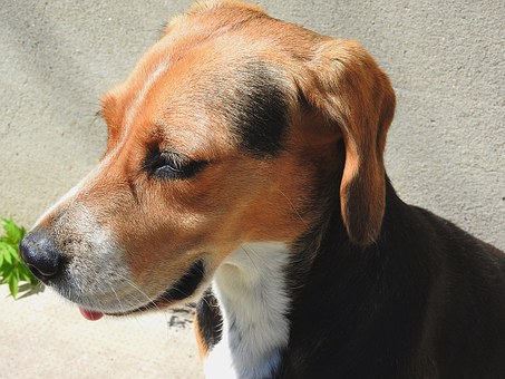 Dog Insurance | Dog Insurance in US