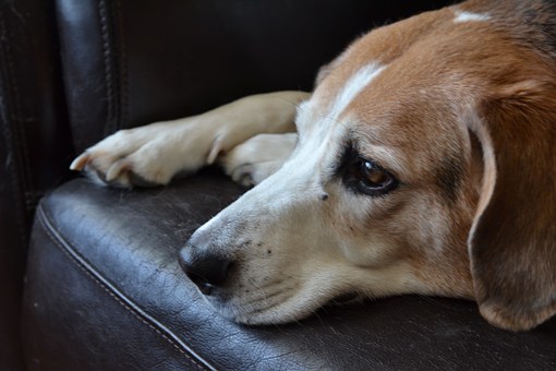 Do not ignore Tick Paralysis in doggies