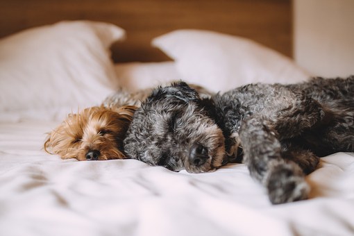 Adam Kutner Updates People About Dog Injuries