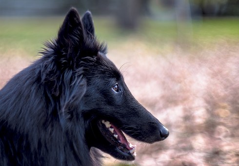 Polish Lowland Sheepdog