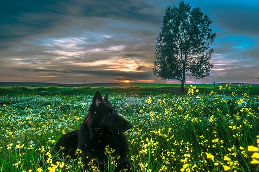 Stuffs For Dog Summer Outdoor Activities