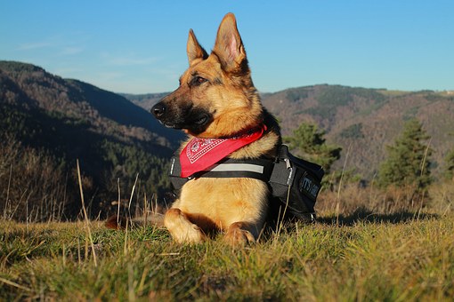 The Ultimate Water-fowling Dog