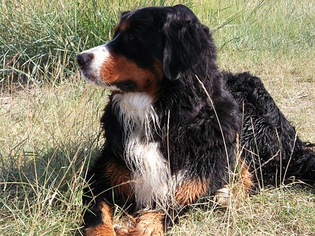 Dog Grooming Tables - How To Select The Right One