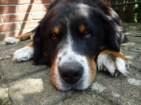 Dog Training - A Couple Of Tips That You Can Use