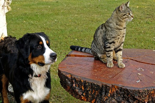 Three Reasons To Look For Dogs For Sale Online