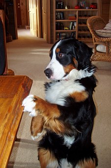 Extra Large Dog Cots