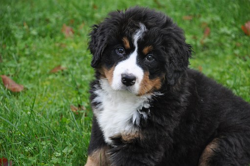 Dogs Sensitive Reaction To A Diabetic Attack