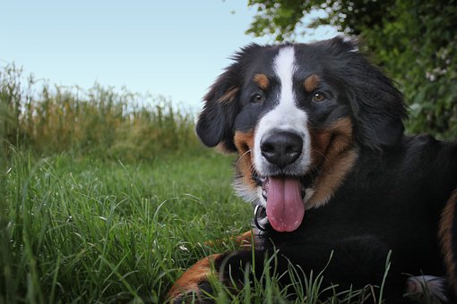 Doggie Day Care Can Benefit Your Dog In Several Ways