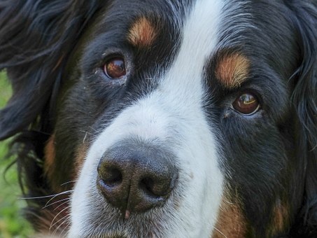 Tips On How To Decide On Doggy Produce Tankinis?