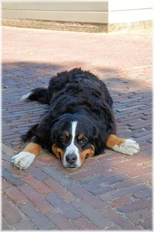 Selecting The Finest Help For Your Dog