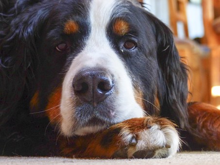 Top Ways To Toilet Train A Dog