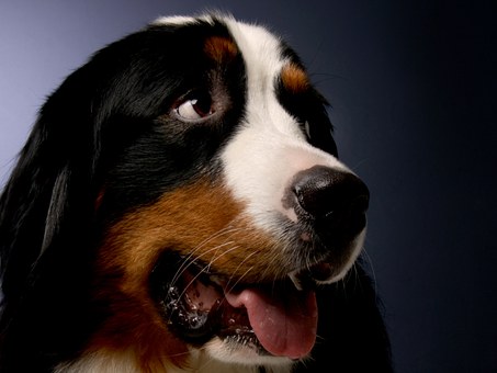 What Can Dog Owners Expect From Dog Fences?