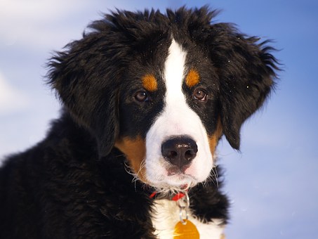 The Needs Of Dogs