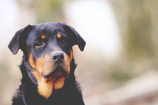 Reasons Why You Should Train Your Dog