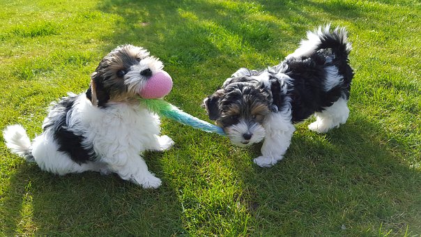 Bond With Your Pet With The Right Dog Grooming Tools