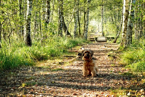 Why Barking Dog Collar Is Important
