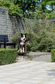 Choosing A Bed For Your Dog!