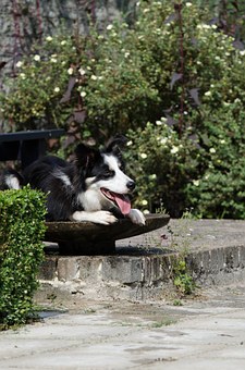 What Should I Feed My Dog?