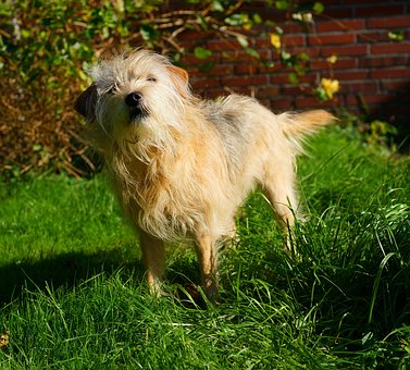 It's Raining Cats and Dogs Pet Supplies – Shop Online and Pamper Your Pets