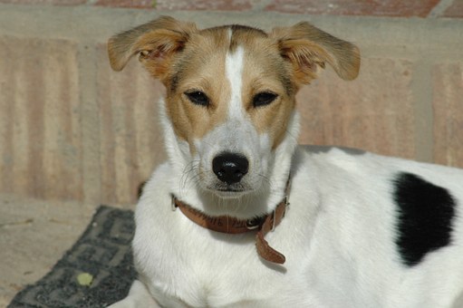Help Your Dog Learn Not To Bite