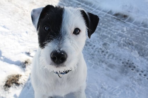 How Playing With A Stuffed Dog Can Help