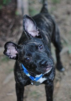 Helpful Benefits Of Dog Training Collar