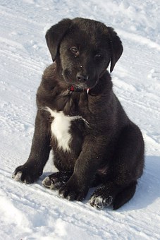 Puppy Care - Caring For Big Dog Breed Puppies