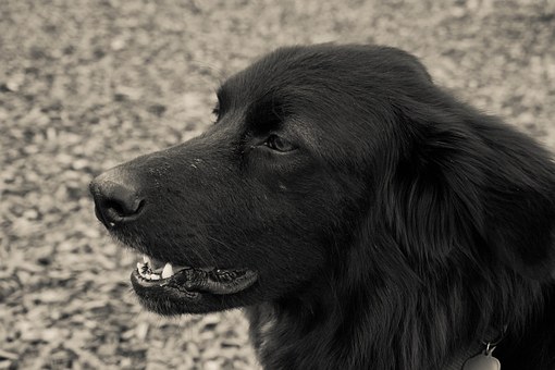 Finding The Perfect Dog Cot