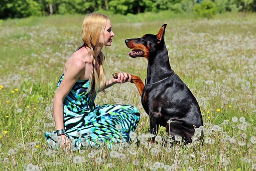 Pamper Your Pet With A Dog Bed