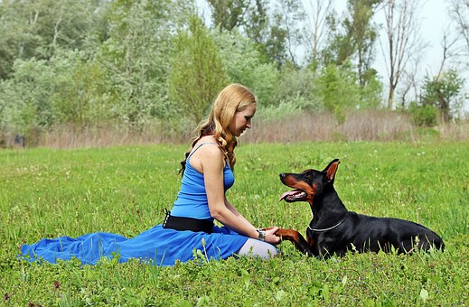 Scottish Terrier Dog Breed Profile Information