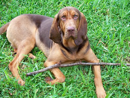 Is There Enough Fatty Acid In Your Dog's Food