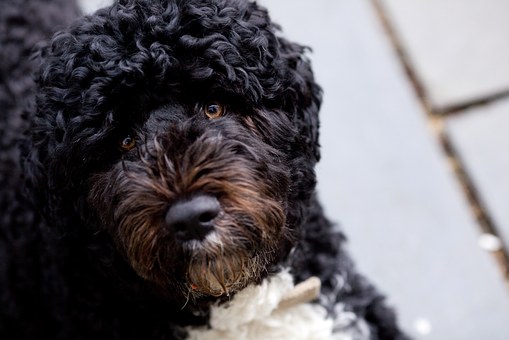 Choosing A Bed To Suit Your Dog