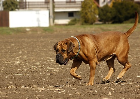 How To Care Your Dog
