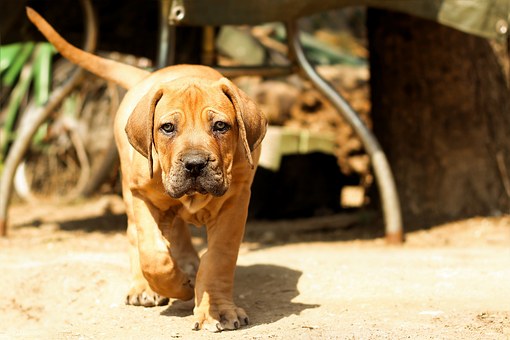 Things To Consider Before Owning A Dog