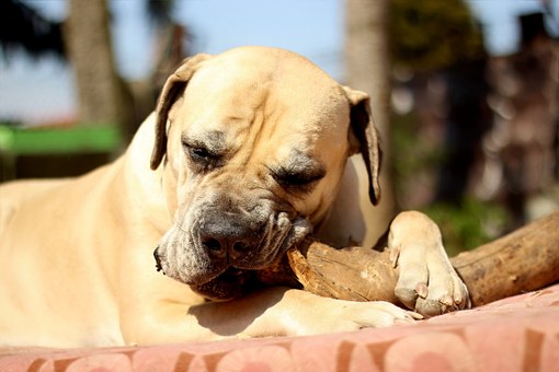 How To Train A Dog To Stay - The Correct Way To Train Your Pet