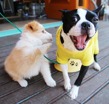 Studying A Couple Of Dog Training Tips Can Help