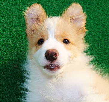 Dog Tuxedos – The Perfect Attire To Start The Happy Life Ever after