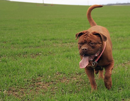 Tips For Choosing The Right Dog Sitters