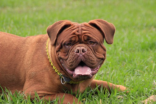 How To Deal With A Fearful Dog