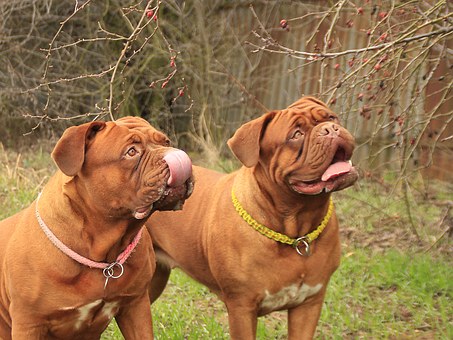 Dog Insurance Cover - Does Dog Insurance Provide Good Value For Money