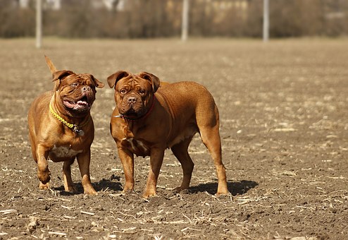 How To Take Good Care Of Your Dog