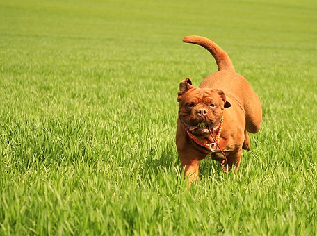 Rhodesian Ridgeback Dog