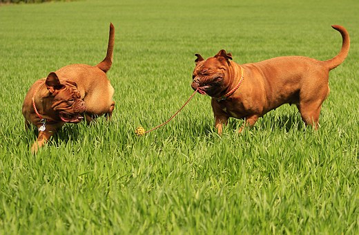 Dog Barking Challenges - Why Are They Shouting So Much?