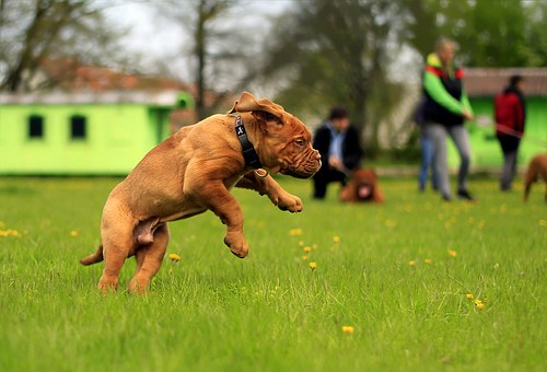 How To Naturally Treat Diarrhea In Dogs