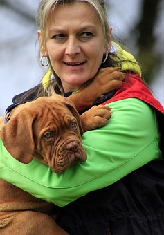 Easily Train Your Terrier Dogs