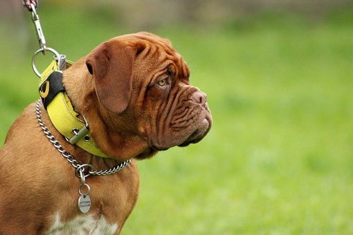 Dog Care