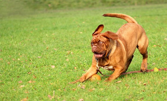 Here's How You Can Stop Your Dog From Pulling On The Leash During Walks