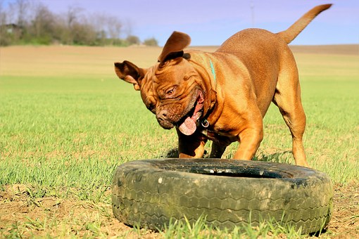 How to Start Hiking With Your Dog