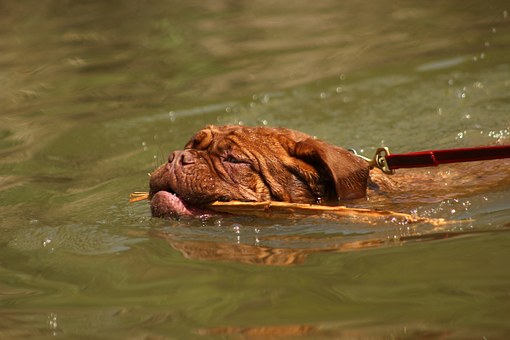 Some Things To Consider When Bathing a Dog